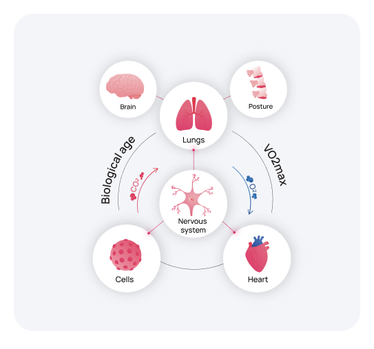 VO2 Max and biological age diagram connecting nervous system, heart, lungs, brain, and cellular function.