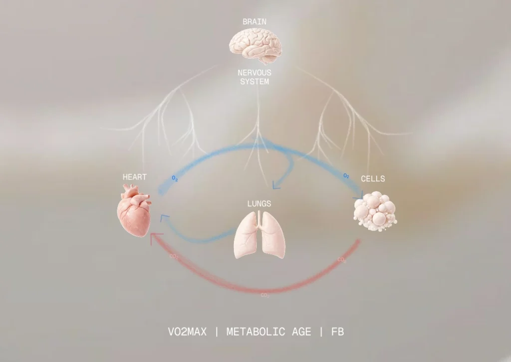 Diagram illustrating how PNOĒ breath analysis measures interactions between the brain, lungs, heart, and cellular metabolism.